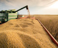 soya beans