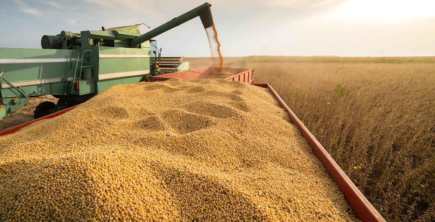 soya beans