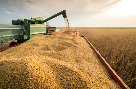 soya beans