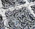 Anchovies