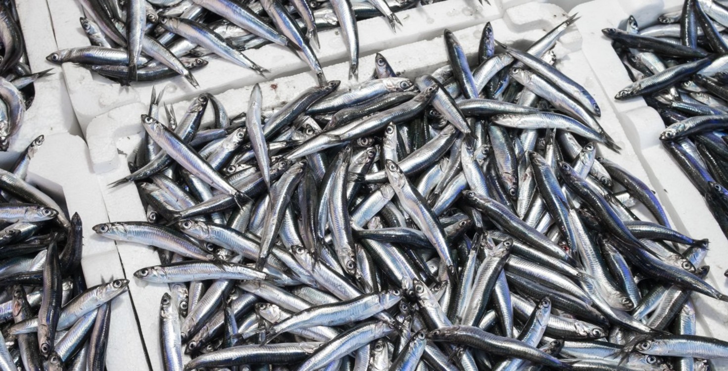 Anchovies