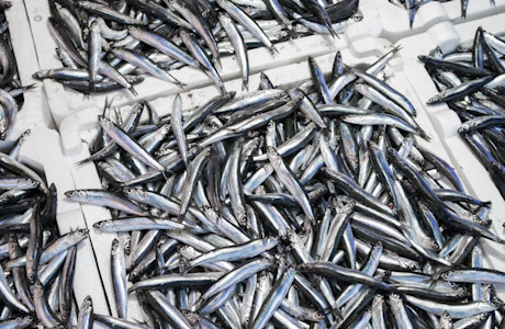 Anchovies