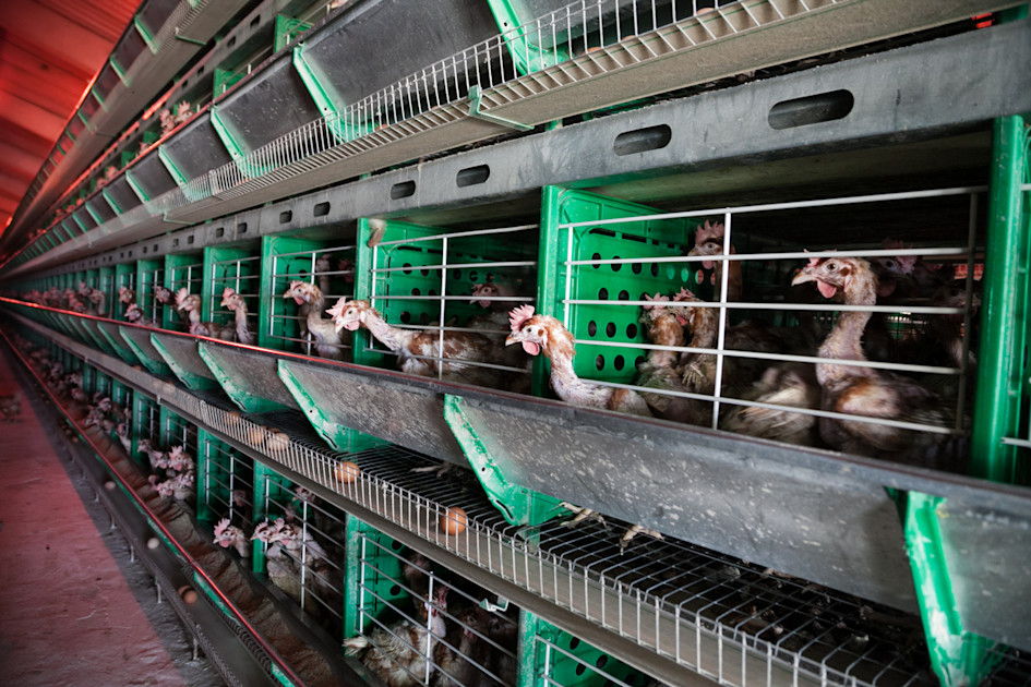 Could the Current Bird Flu Crisis Cause the Next Pandemic? | FAIRR