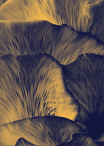 Alternative Protein image - 2