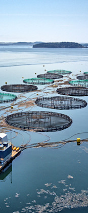 Seafood farming