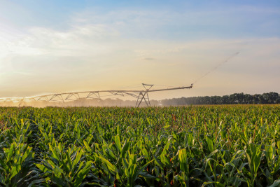 corn field irrigation