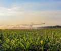 corn field irrigation