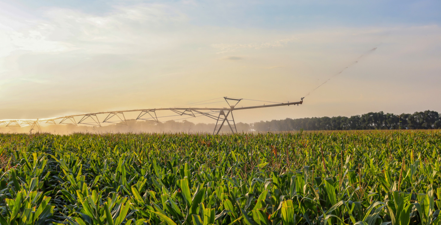 corn field irrigation