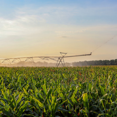 corn field irrigation