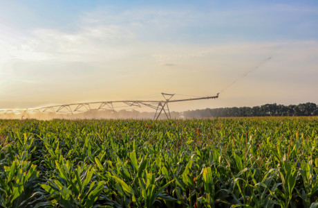 corn field irrigation