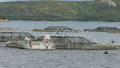 salmon farm