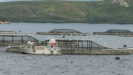 salmon farm