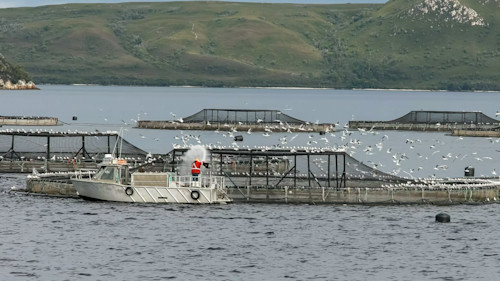 salmon farm