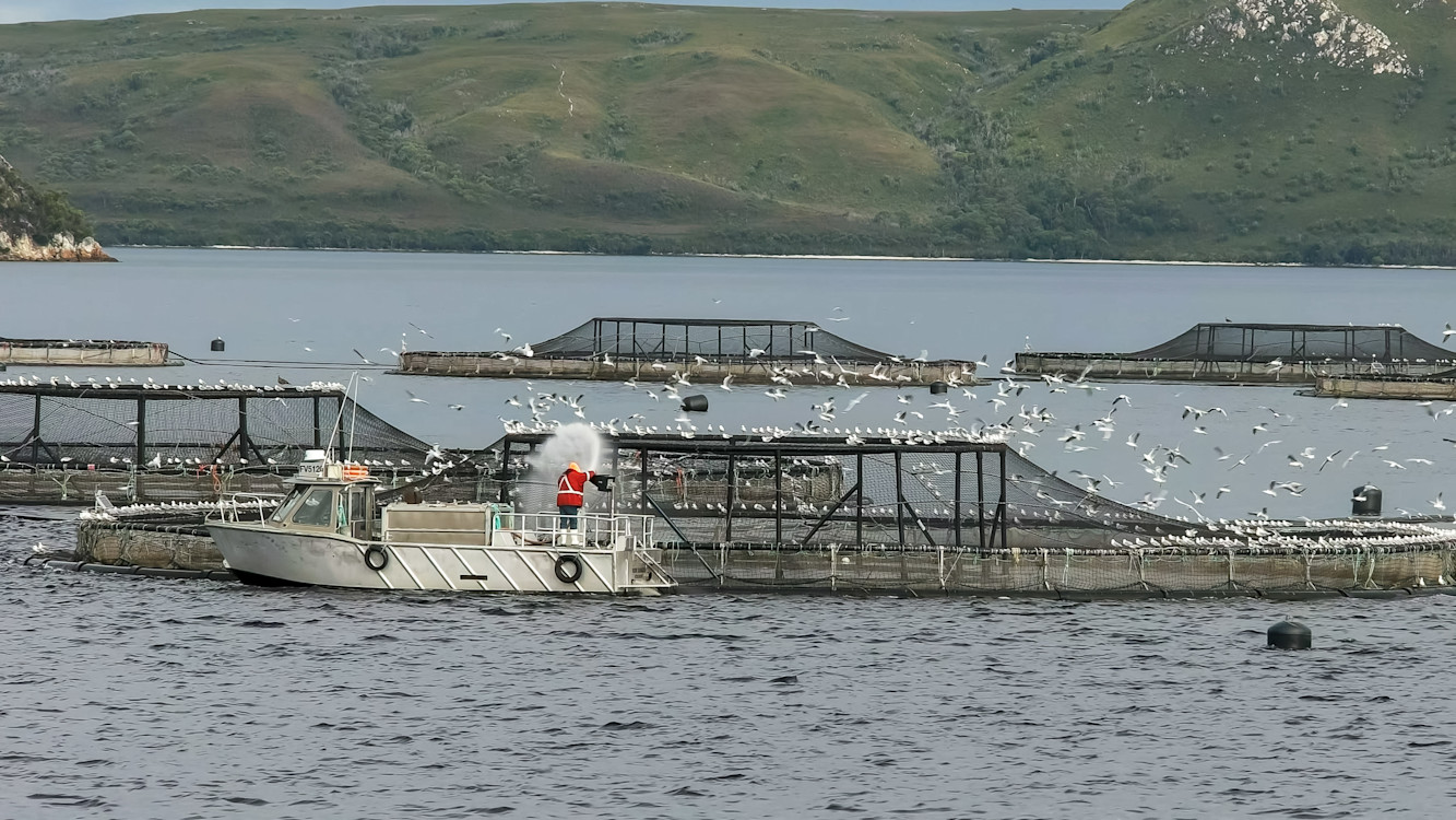 salmon farm
