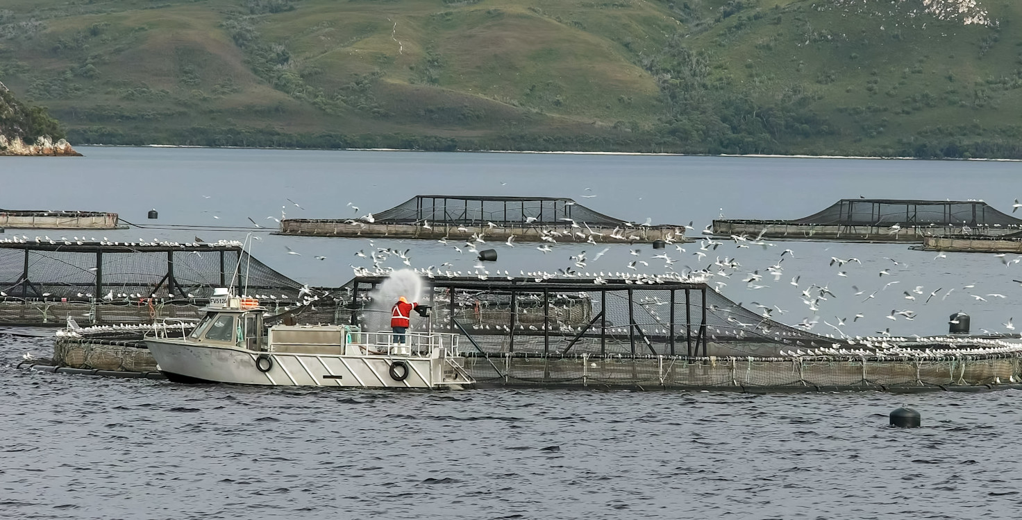 salmon farm