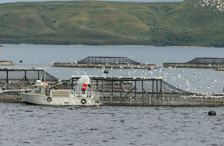 salmon farm