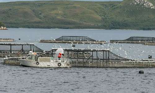 salmon farm