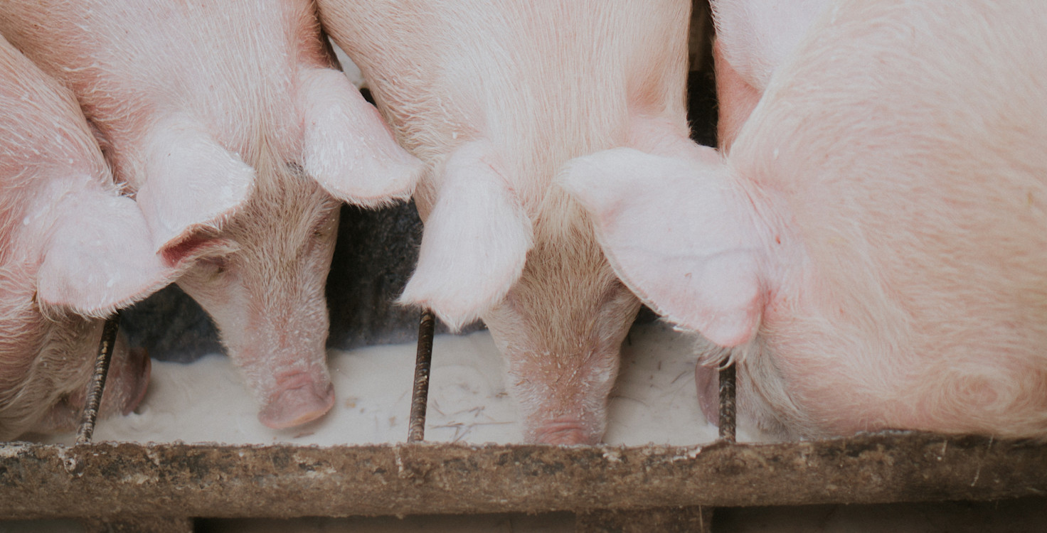 Animal-Welfare-12.jpg