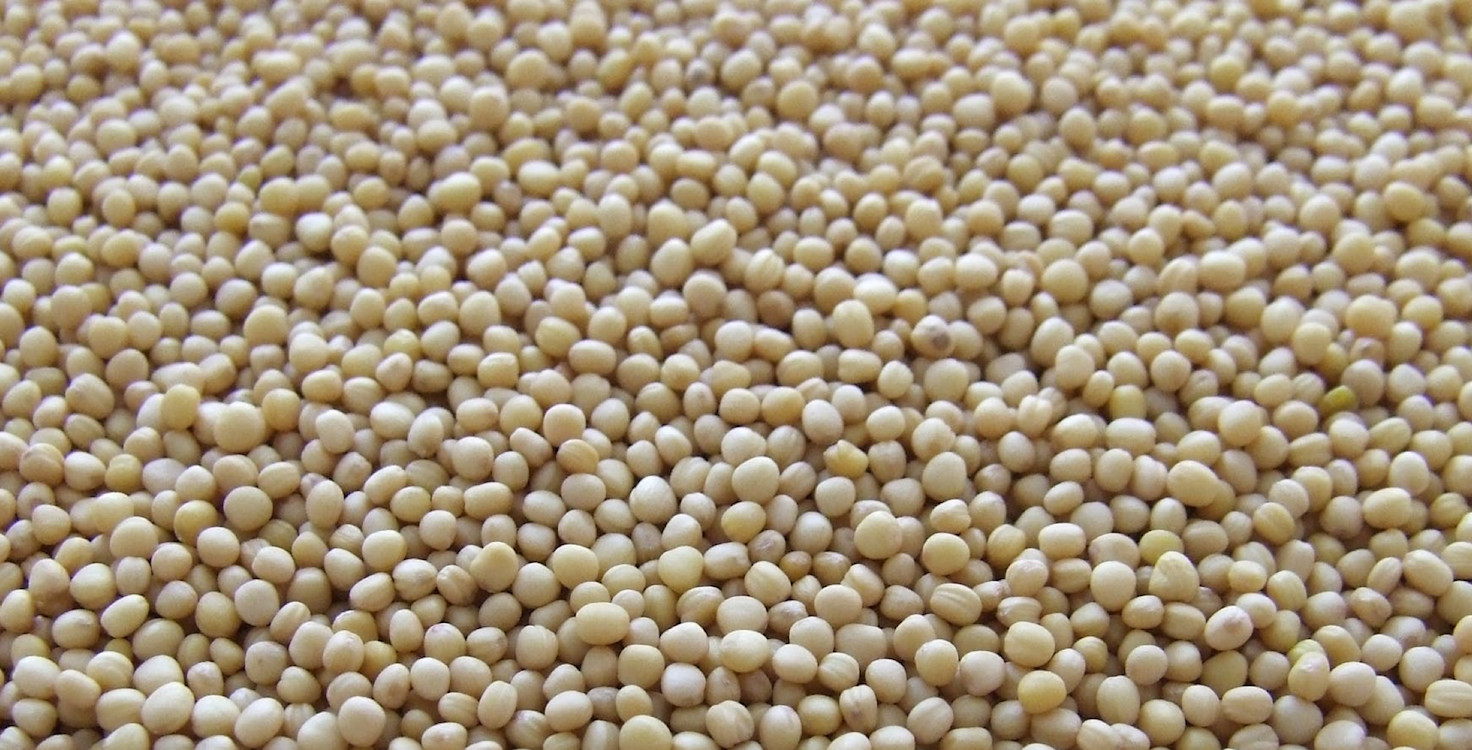 SURGE-IN-ALTERNATIVEPROTEINS.jpg