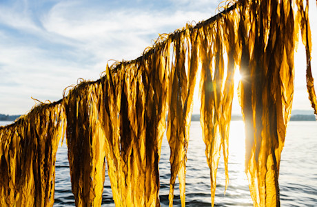 seaweed
