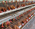 Chickens -06-
