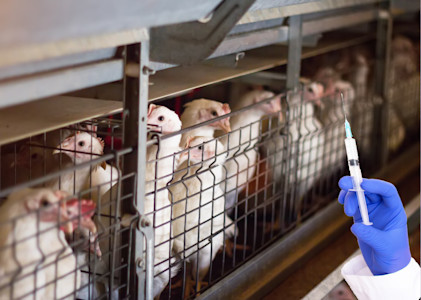 Antibiotics in animal agriculture
