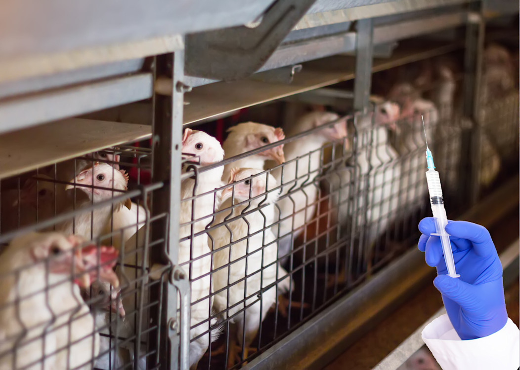 Antibiotics in animal agriculture
