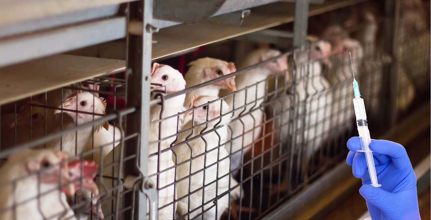 Antibiotics in animal agriculture
