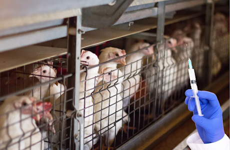 Antibiotics in animal agriculture