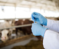 Antibiotics Protein Pulse