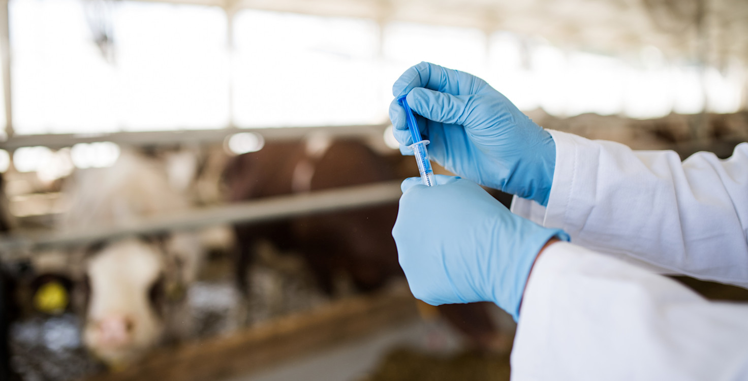 Antibiotics Protein Pulse