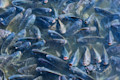Fish -02-