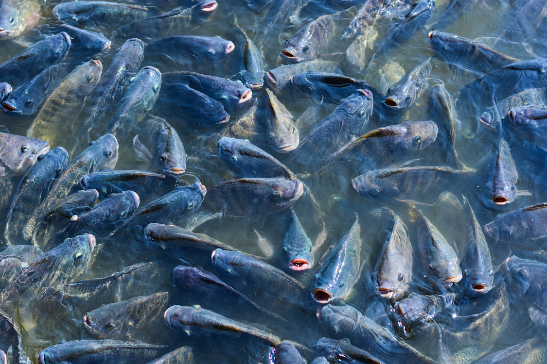 Fish -02-