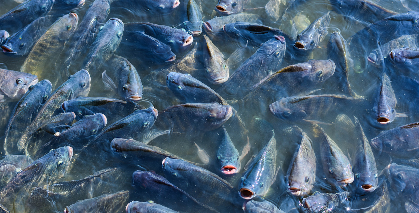 Fish -02-