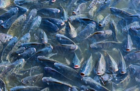 Fish -02-