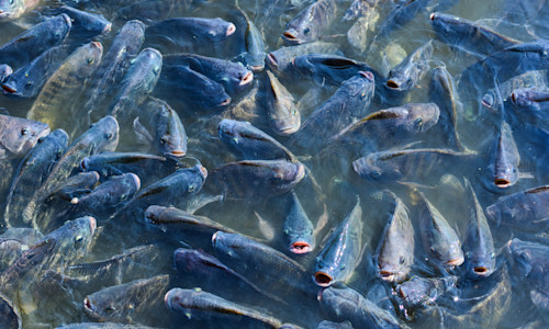 Fish -02-