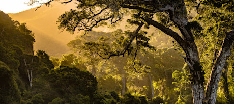 Deforestation-1.jpg