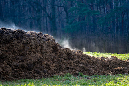Manure waste