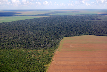 Deforestation-1-1.jpg