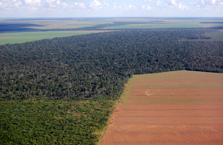 Deforestation-1-1.jpg