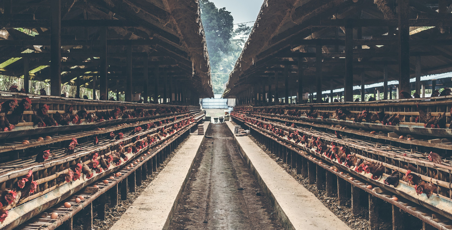 Animal-Welfare-2.jpg