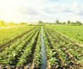 Agriculture field