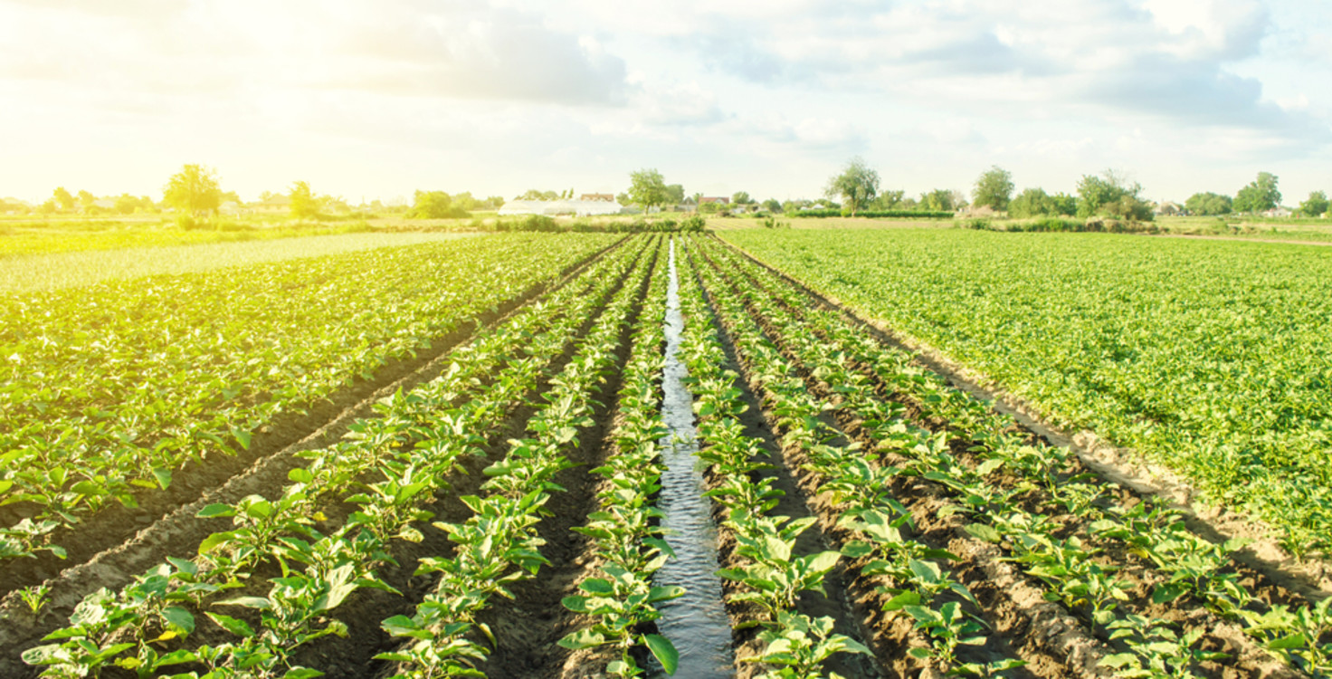 Agriculture field