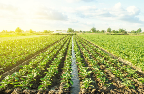 Agriculture field