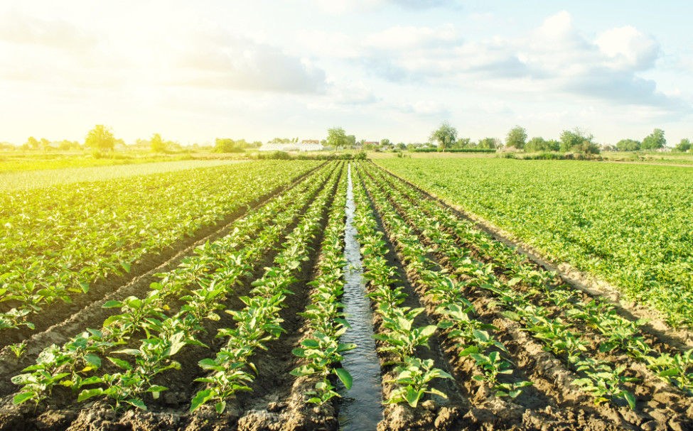 Agriculture field