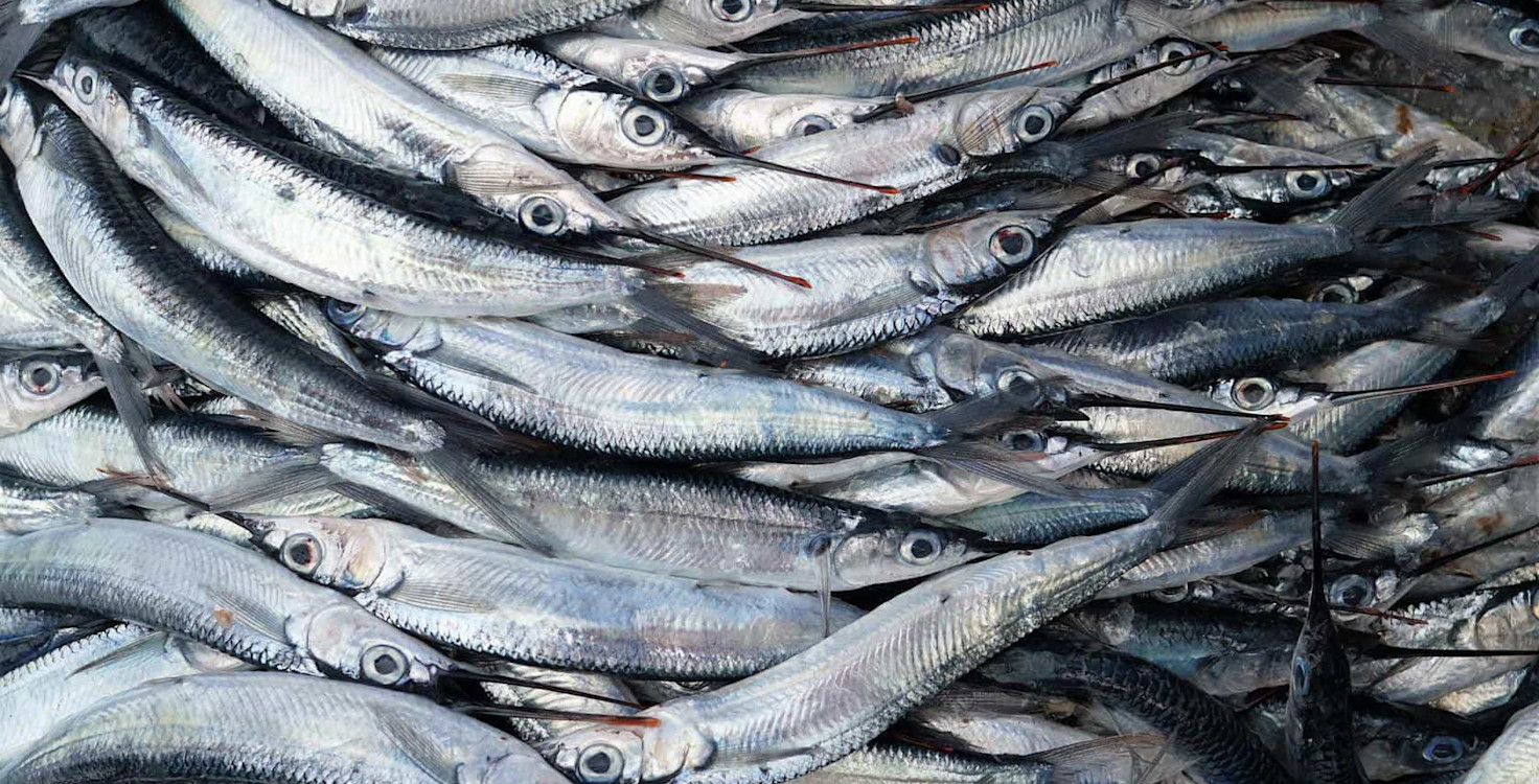 Fish-2.jpg