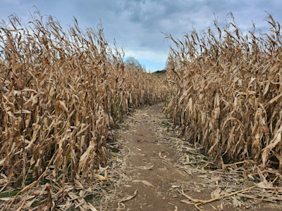 farm