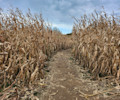 farm