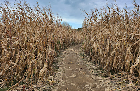 farm