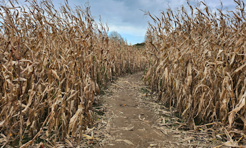 farm